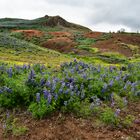 Island-Lupinen beim Geysir Stokkur