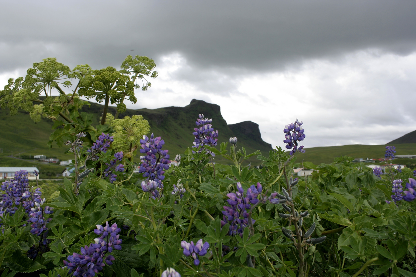 Island-Lupinen