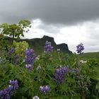 Island-Lupinen