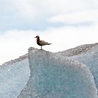 Island - Möwe auf Gletscher