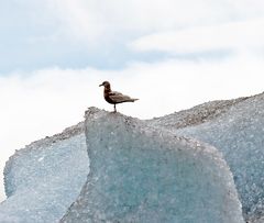 Island - Möwe auf Gletscher