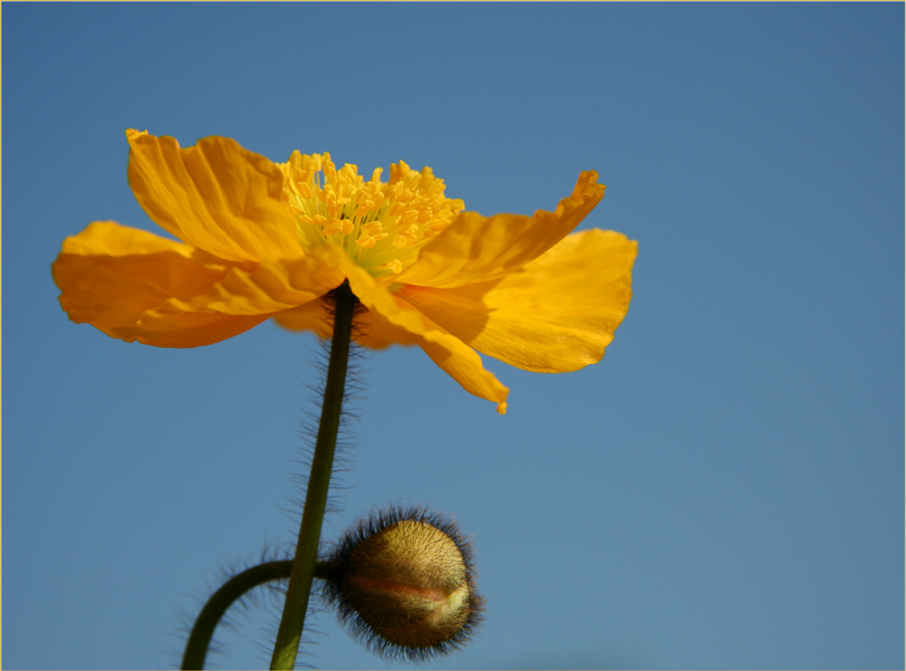 Island-Mohn 1