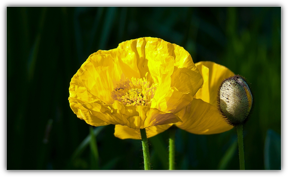 Island Mohn