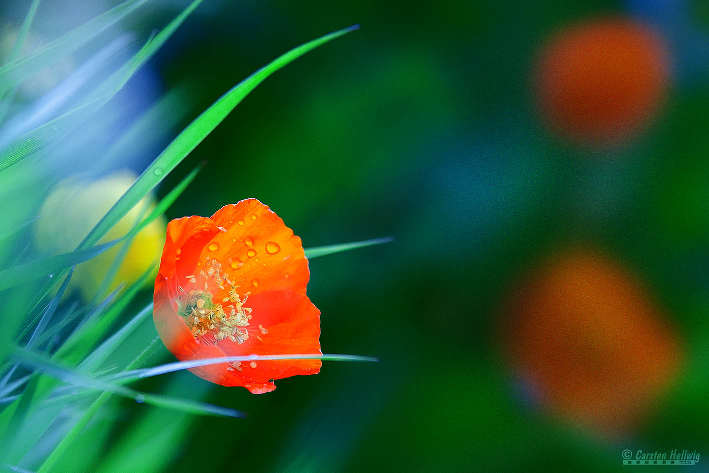 Island Mohn