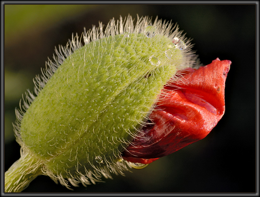 Island-Mohn (3)