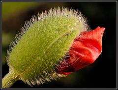 Island-Mohn (3)