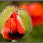 Island-Mohn (4)