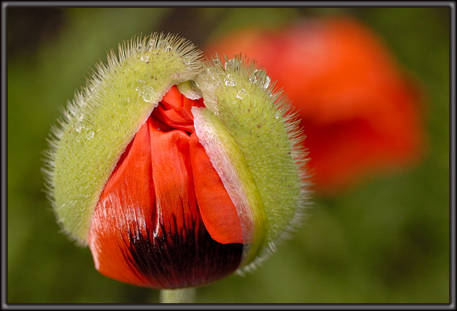 Island-Mohn (4)