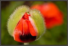 Island-Mohn (4)