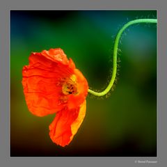 Island Mohn