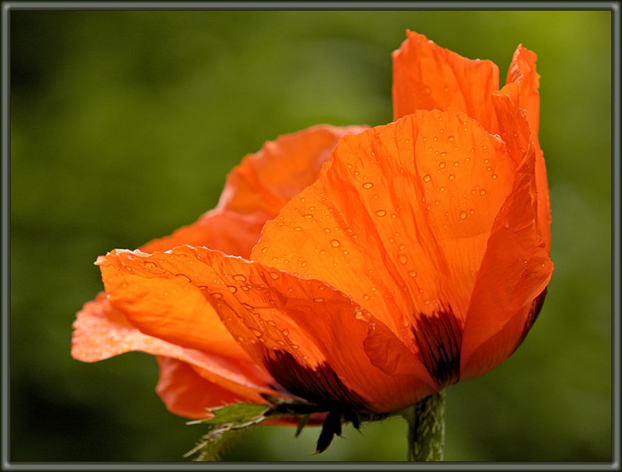 Island-Mohn (5)