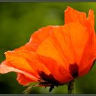 Island-Mohn (5)