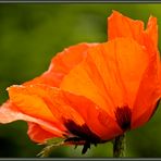 Island-Mohn (5)