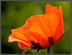 Island-Mohn (5)