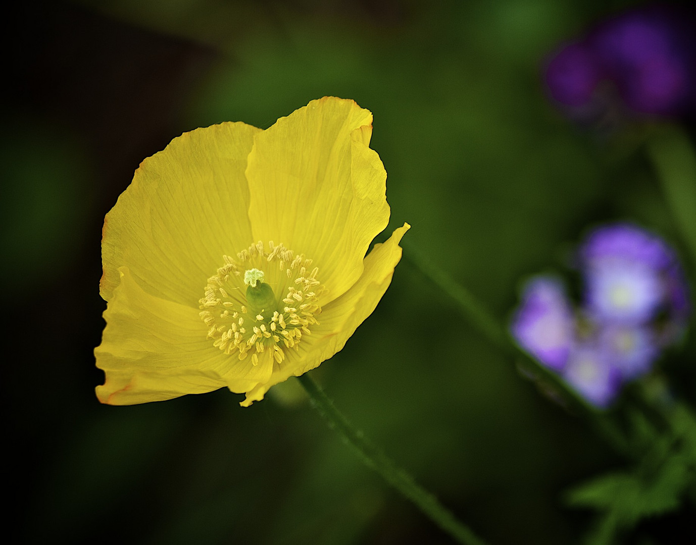 Island-Mohn