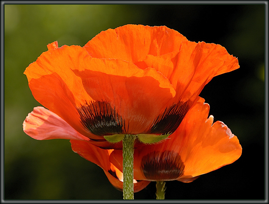 Island-Mohn (6)