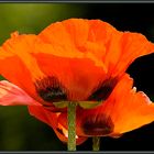 Island-Mohn (6)