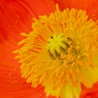 Island-Mohn