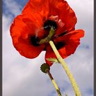 Island-Mohn (7)