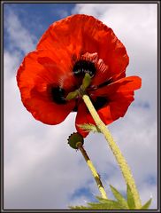 Island-Mohn (7)