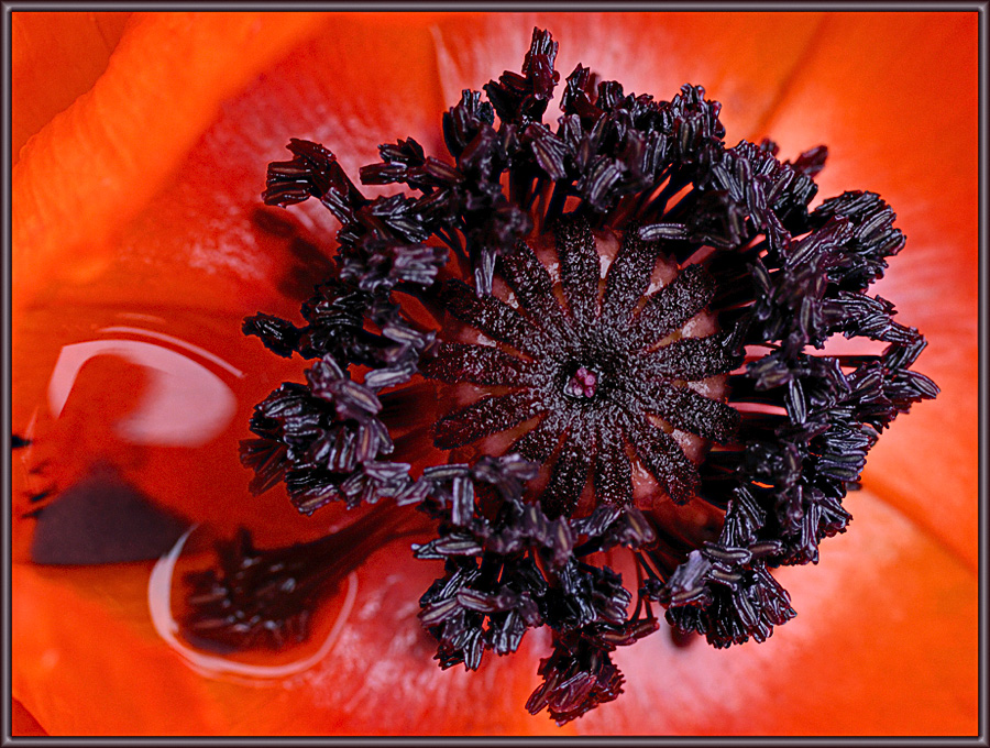 Island - Mohn (8)