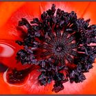 Island - Mohn (8)