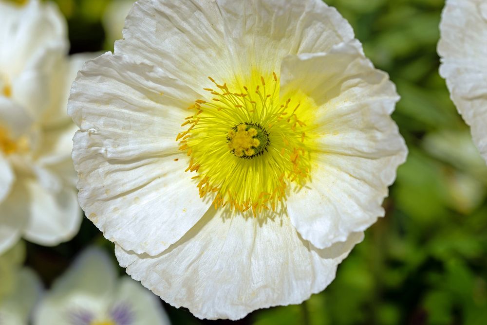 Island Mohn.