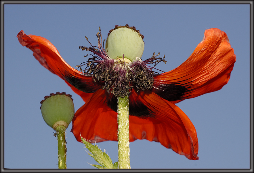 Island - Mohn (9)