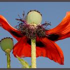 Island - Mohn (9)