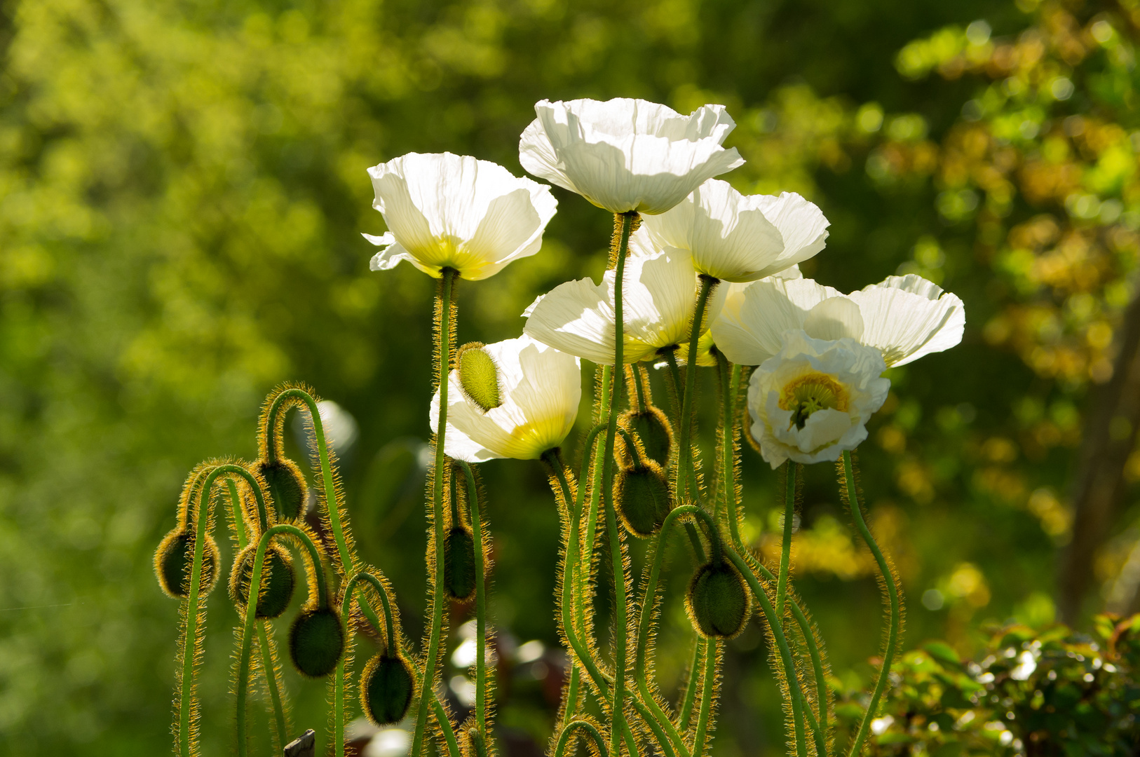 Island-Mohn