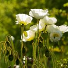 Island-Mohn