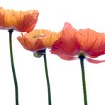 Island-Mohn