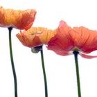 Island-Mohn