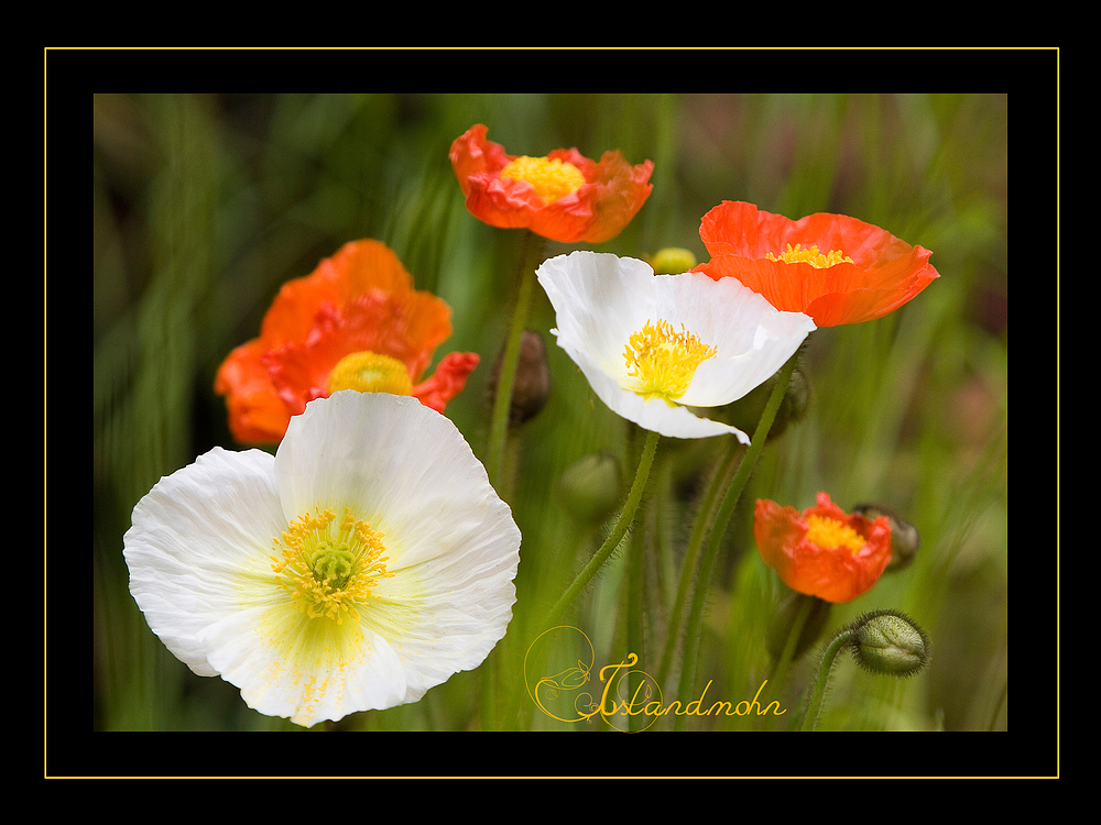 Island-Mohn