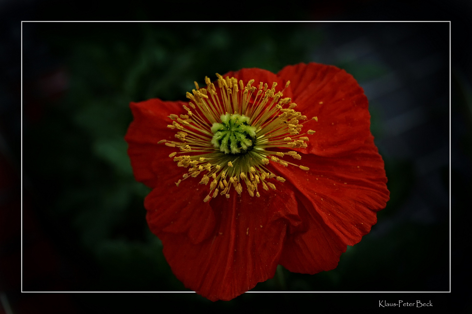 Island Mohn