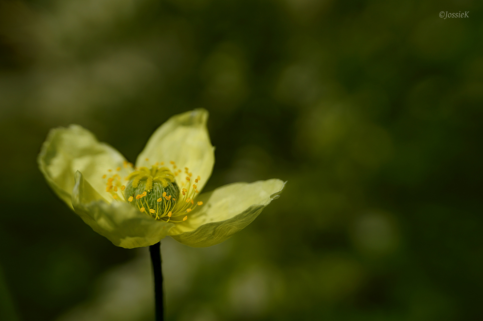 Island-Mohn