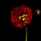 Island-Mohn II