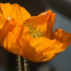  Island-Mohn (Papaver Nudicaule)