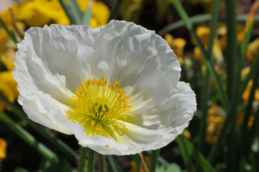 Island-Mohn (Papaver nudicaule)