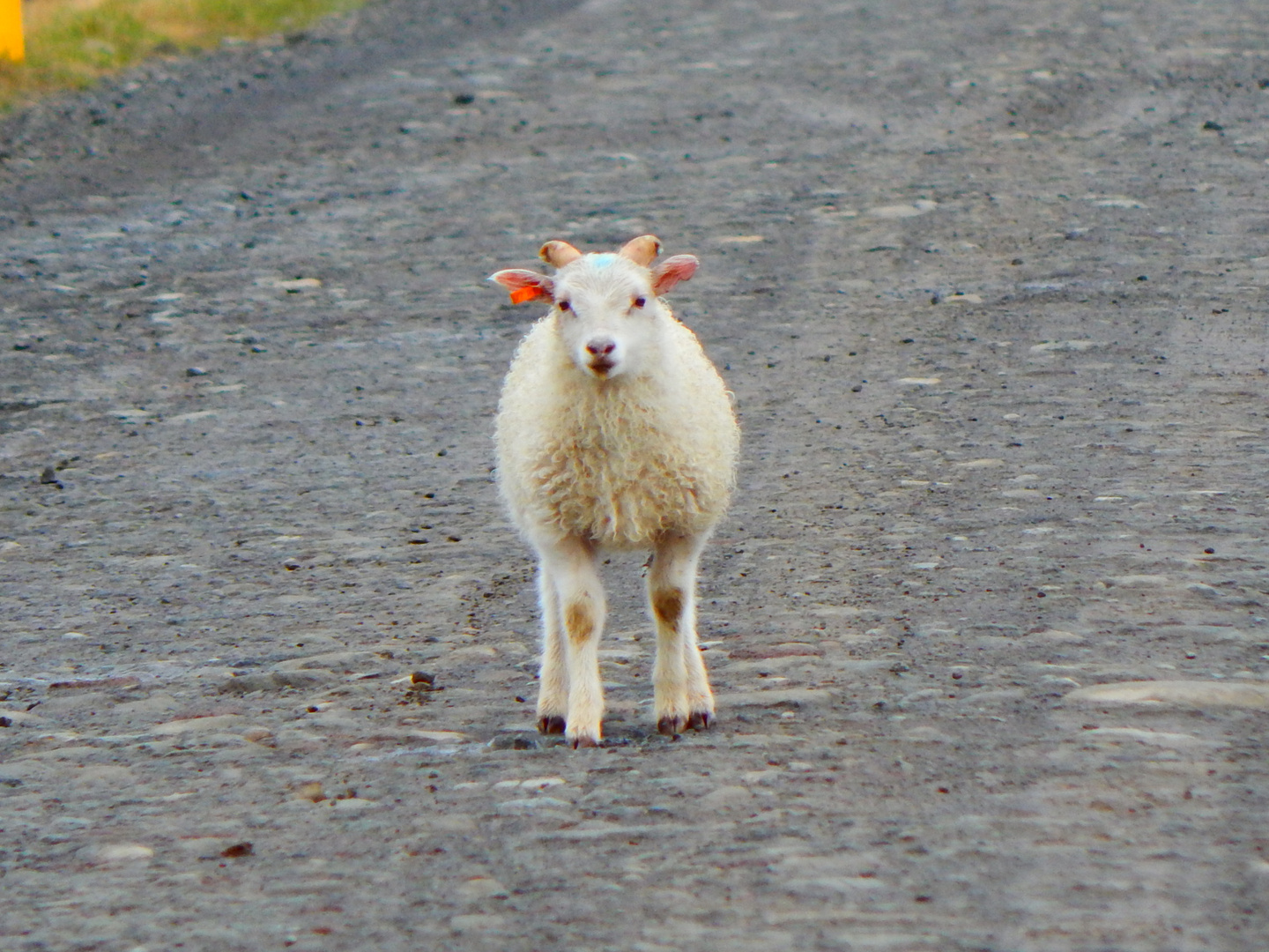 Island - Natur pur, neugieriges Lamm
