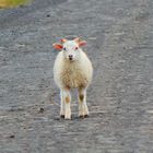 Island - Natur pur, neugieriges Lamm