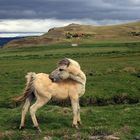 Island ohne Pferde