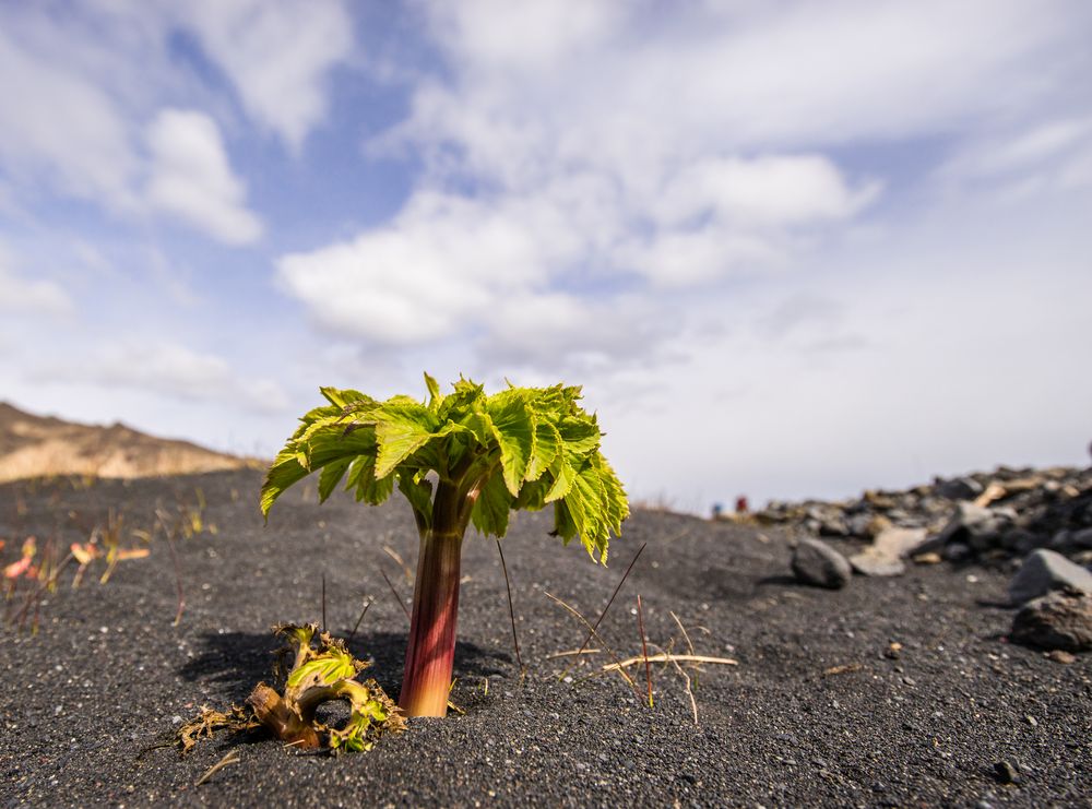 Island-Palme?