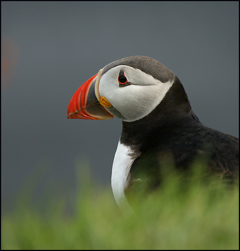 Island Papageientaucher