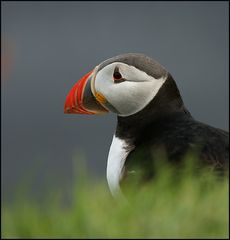 Island Papageientaucher