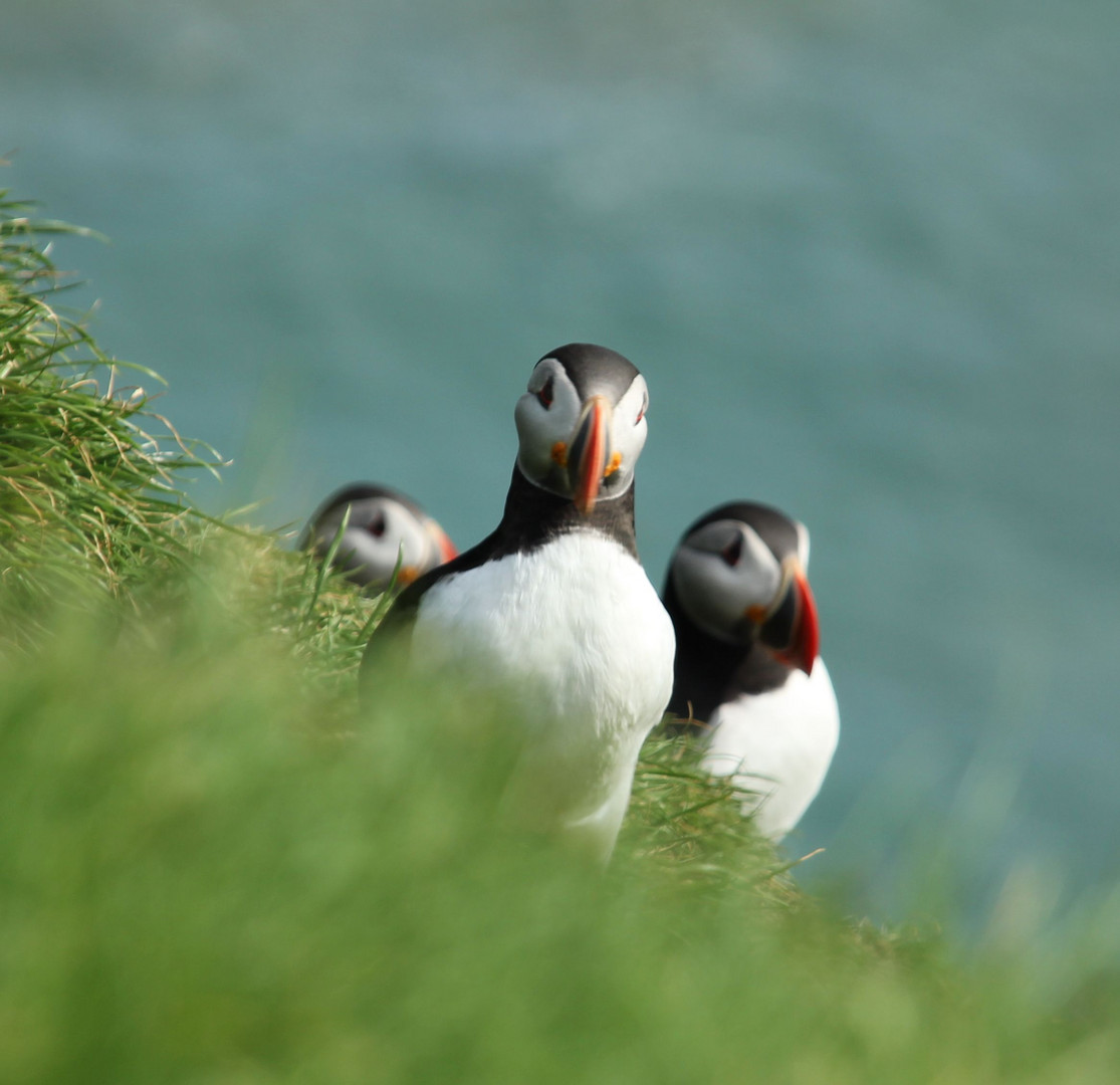 Island Papageientaucher