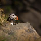 Island Papageientaucher (Puffin)