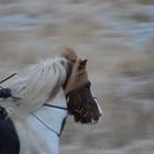 Island Pferd im Tölt - erstes Experimentieren mit dynamischen Fotos