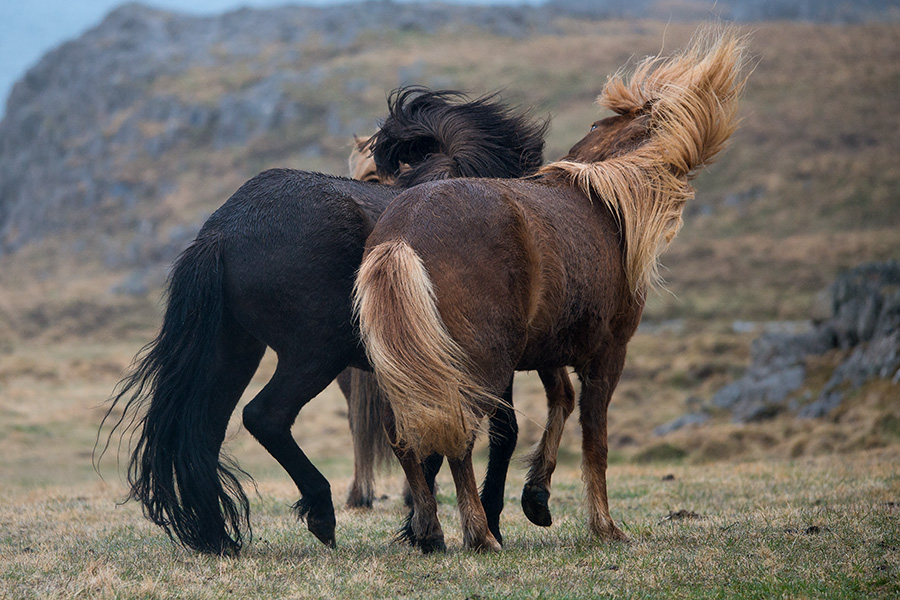 Island-Pferde 1