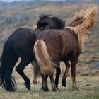Island-Pferde 1
